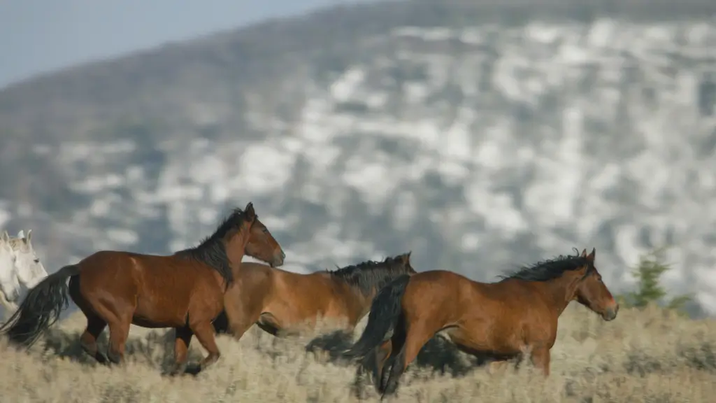Drone shot of wild horses galloping through the Montana mountainside