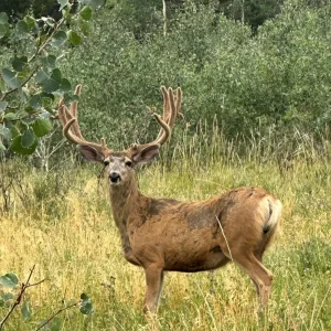 Range Valley Ranch Wildlife