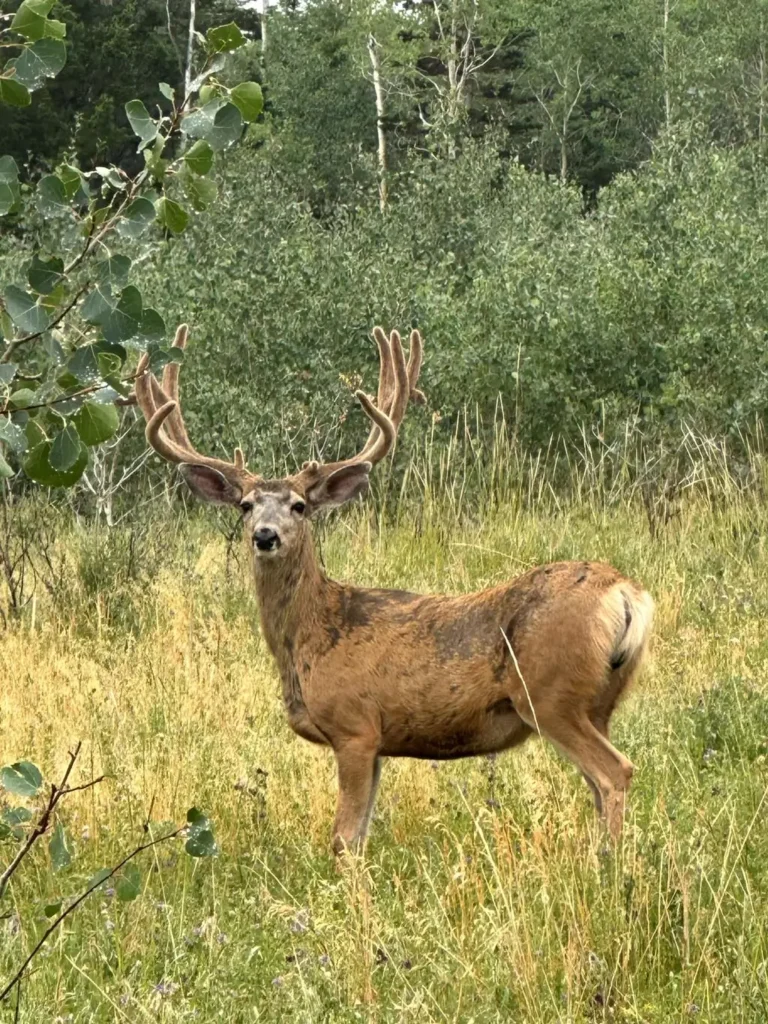 Range Valley Ranch Wildlife